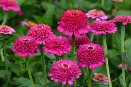  Zinnia Zinderella Purple