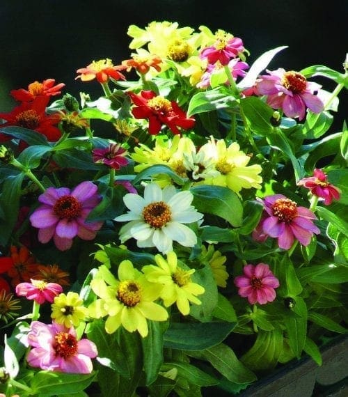  Zinnia Zahara® Mélange