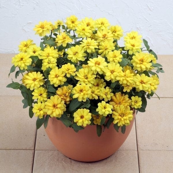 Zinnia Profusion Double Jaune F1