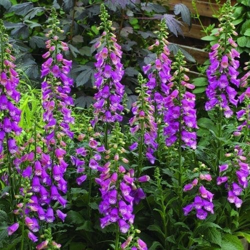  Digitalis Panther F1