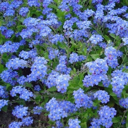 Myosotis Alpestris Blue