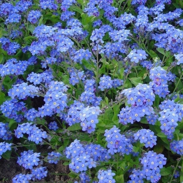Myosotis Alpestris Blue