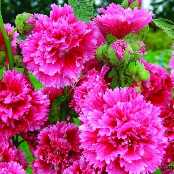 Rose trémière Fiesta Time
