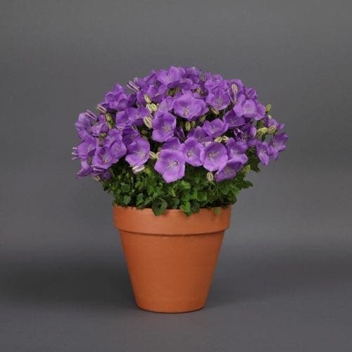  Campanule Rapido Blue F1