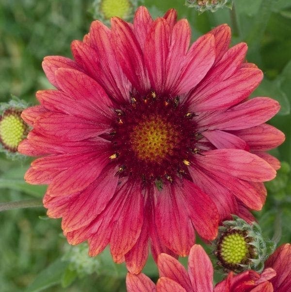 Gaillarde Arizona Red Shades