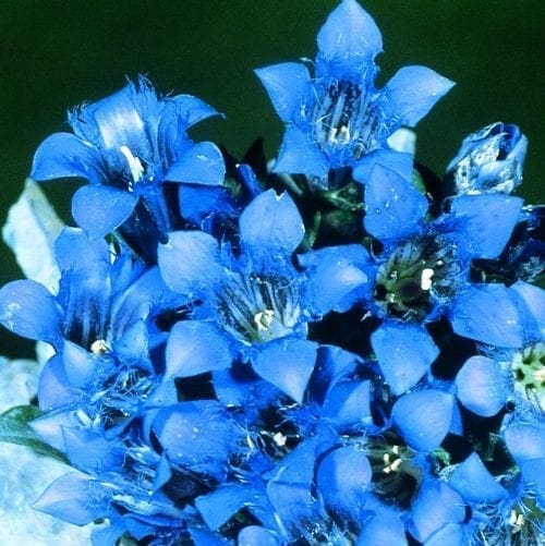  Gentiane Lagodechiana Blue