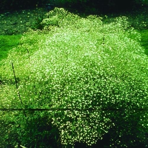  Gypsophile Snowflake White