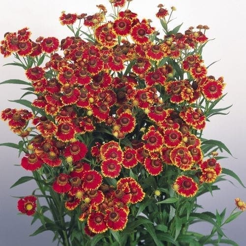  Hélénie Helena Red Shades