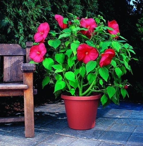  Hibiscus Luna™ Red F1