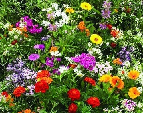  Mélange Fleurs Parfumées
