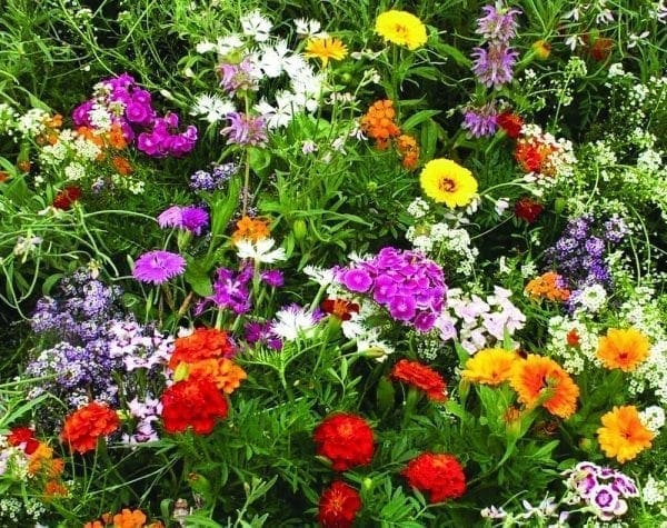 Mélange Fleurs Parfumées