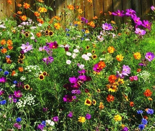 Mélange Fleurs Coupées