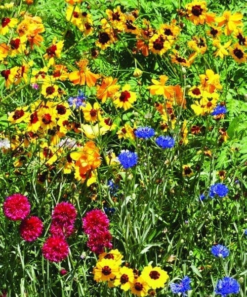  Fleurs Annuelles et Vivaces pour Sol Sec