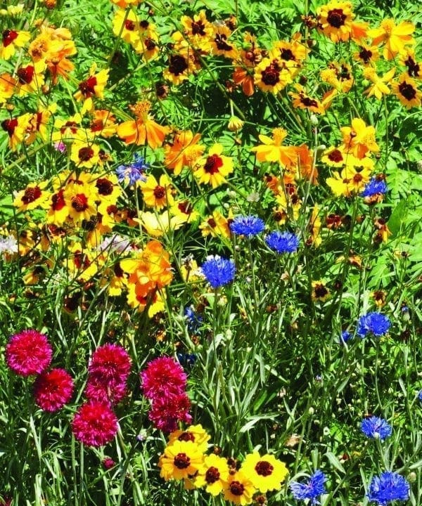 Fleurs Annuelles et Vivaces pour Sol Sec