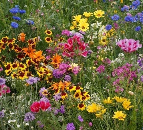  Mélange Fleurs Sauvages Courtes