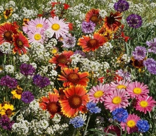  Fleurs Sauvages Oiseaux et Papillons