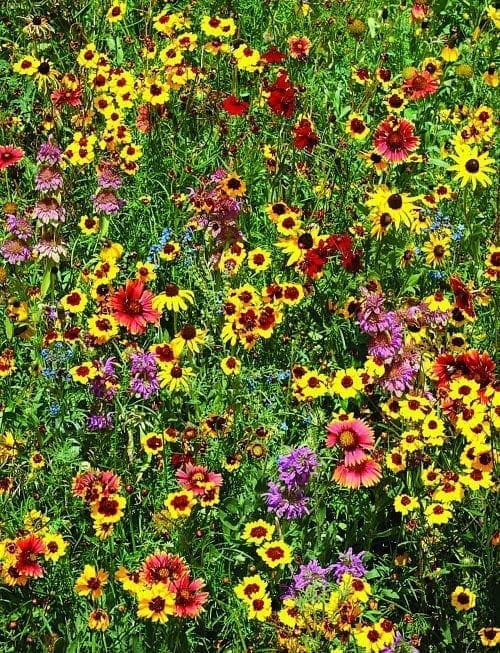  Mélange Pollinisateur