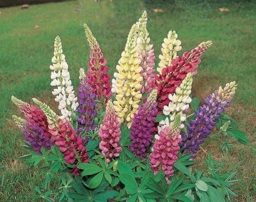  Lupin Gallery® Mélange