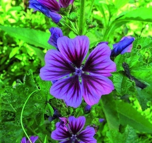  Mauve Braveheart