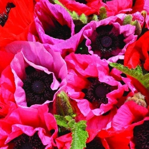  Pavot d’Orient Fruit Punch™ Mélange