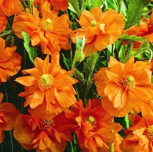  Pavot Espagnol Double Tangerine Gem™