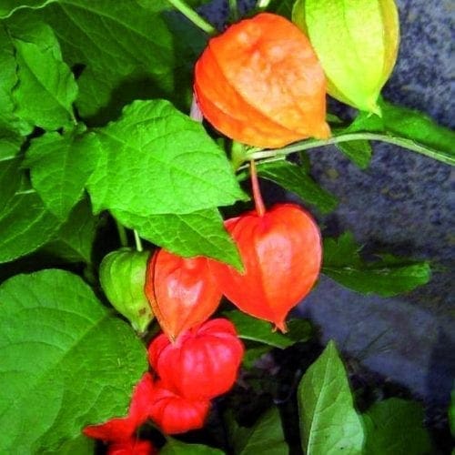  Lanterne chinoise var franchetti