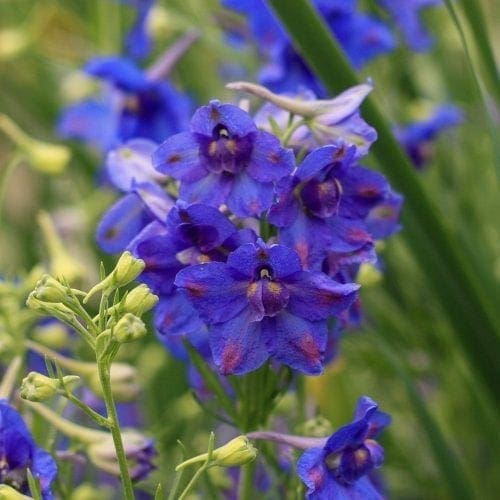  Delphinium Blue Butterfly