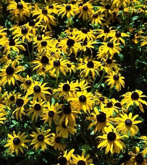  Rudbeckie Goldstrum