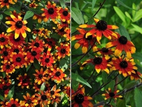  Rudbeckie Prairie Glow