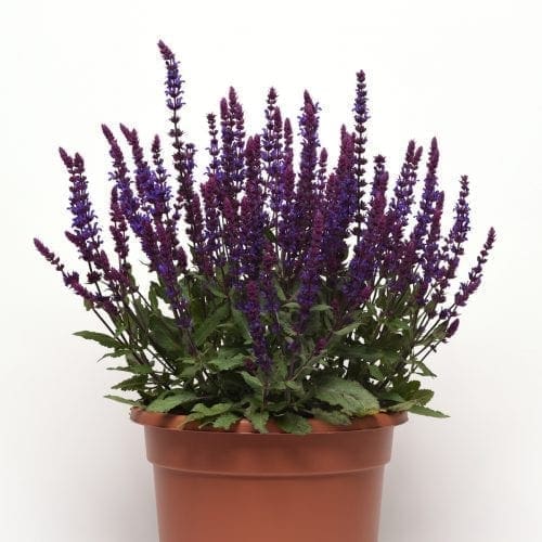  Salvia Salvatore Blue