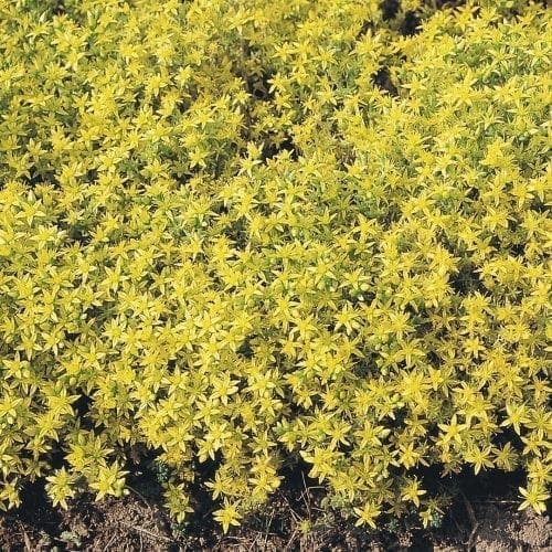  Sedum Acre Yellow