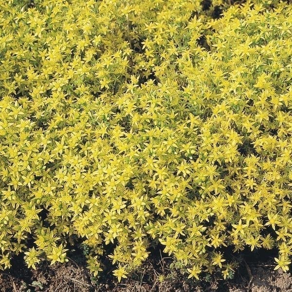 Sedum Acre Yellow