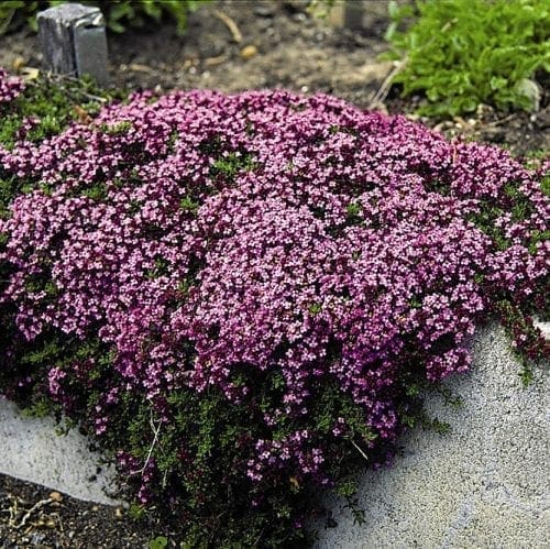  Thym Magic Carpet