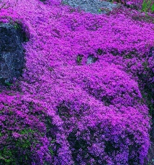  Thym serpolet purple