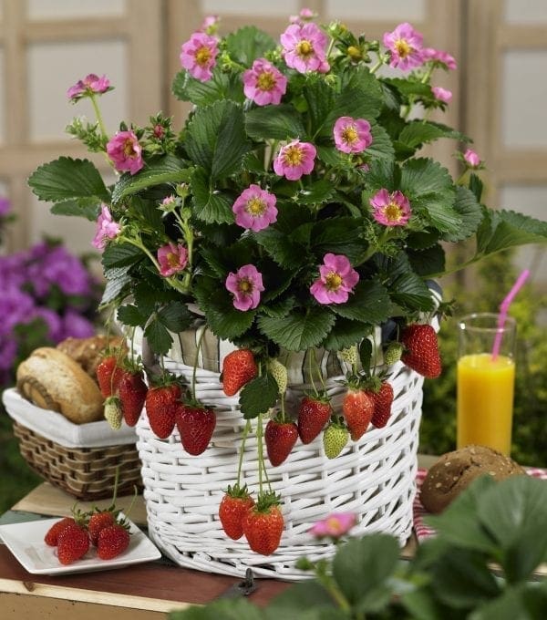 Fraise Gasana F1