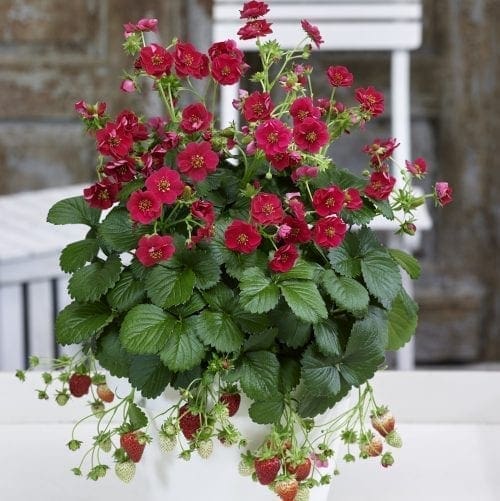 Fraise Summer Breeze F1 Rose
