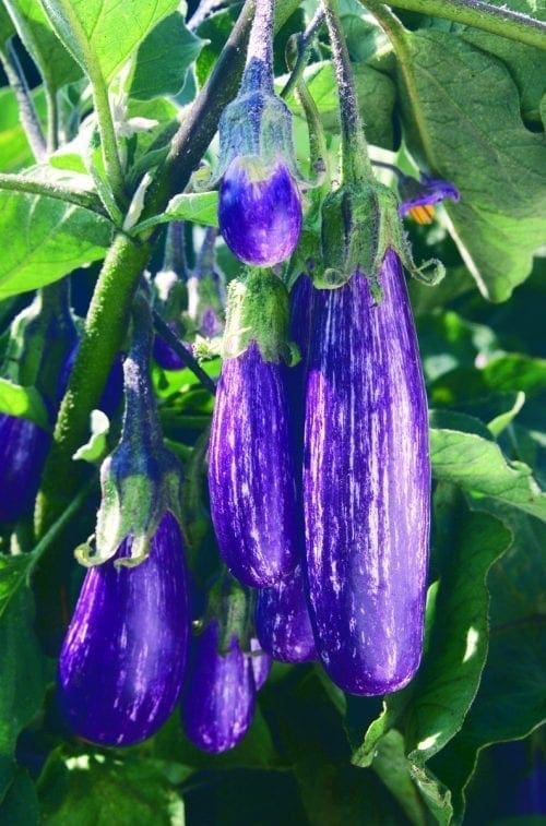  Aubergine Fairy Tale F1