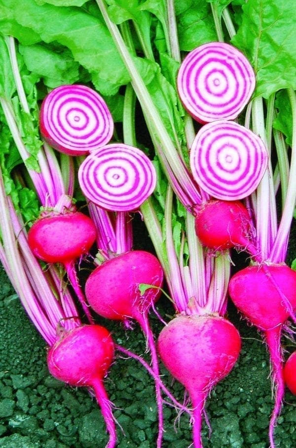 Betterave Guardsmark (Chioggia)