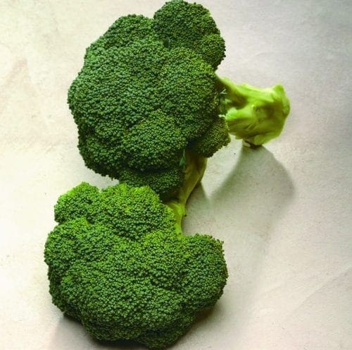  Brocoli Diplomat F1