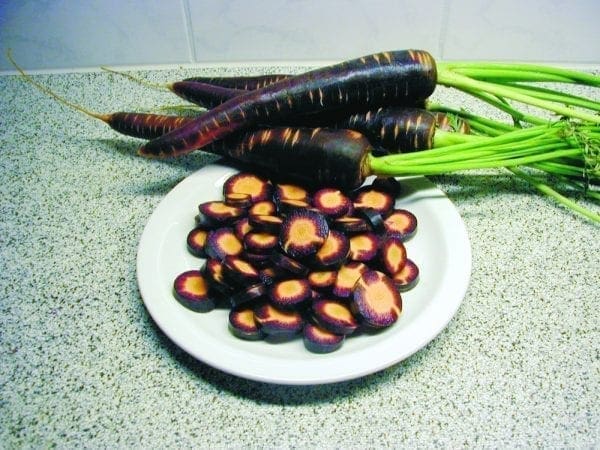 Carotte Purple Haze F1