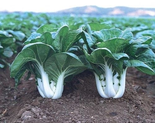  Légumes orientaux Joï Choï F1