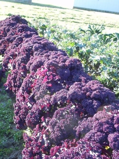  Chou – Kale Redbor F1