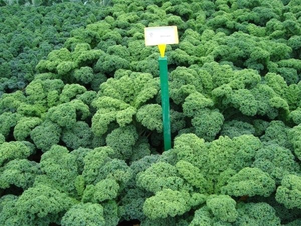 Chou - Kale Darkibor F1