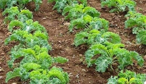  Chou – Kale Starbor F1