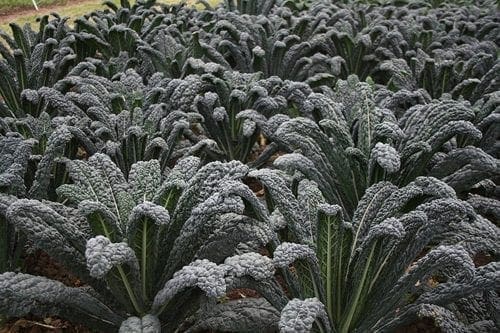  Chou – Kale Black Magic