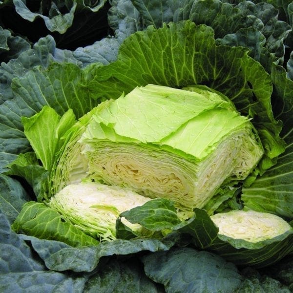 Chou plat Gunma Y.R. F1