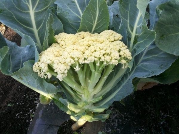 Chou-fleur Fioretto 60 F1
