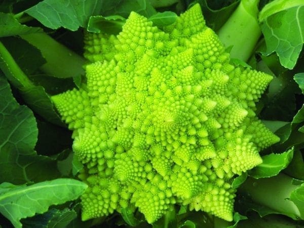 Chou-fleur Veronica Y.R. F1