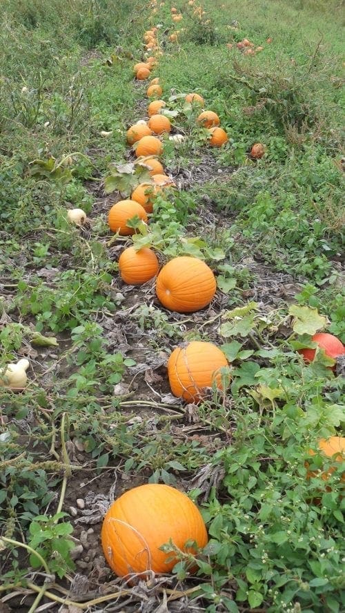  Citrouille Carrie F1