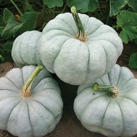  Citrouille Blue Doll Bleu F1